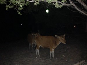 Cows on Gili T beach, Bali